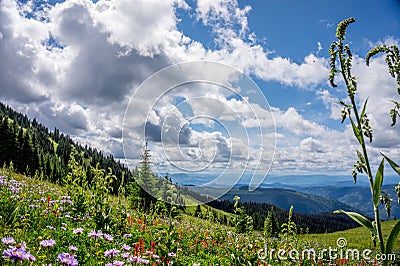 Helleboris, Indian Paint Brush, Mountain Aster and other Alpine Flowers Stock Photo