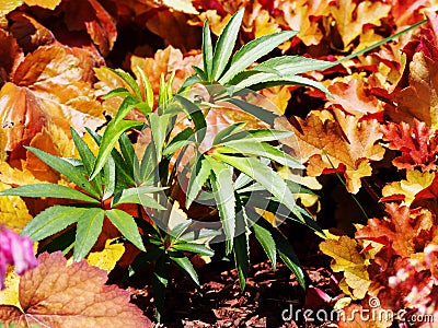 Helleborus foetidus 'Wester Flisk' Stock Photo