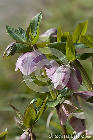 Helleborus in a garden Stock Photo