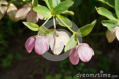 Helleborus hybrid 