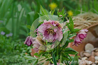 Helleborus or Lenten Rose hybrids flower in garden. Hellebore purple flower Double Ellen Pink with stains on the petal Stock Photo