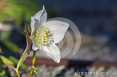 Helleborus niger black hellebore white pink early winter flowering plant, amazing mountain flowers in bloom Stock Photo