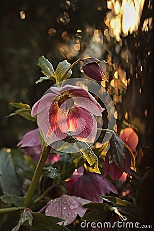 Helleborus orientalis Stock Photo
