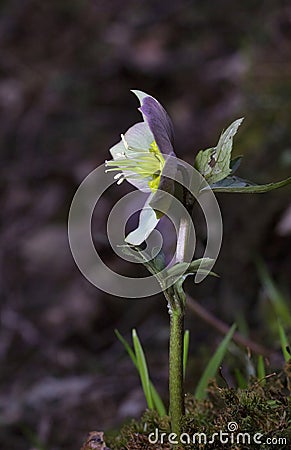 Helleborus purpurascens is a species of the Helleborus genus, belonging to the Ranunculaceae family Stock Photo