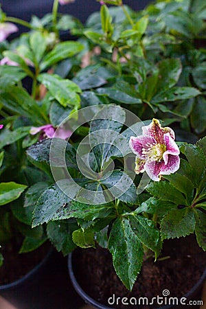 Helleborus Rose Flower for winter and spring garden, Hellebore Anemone pink picotee Stock Photo