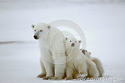 Polar she-bear with cubs. Stock Photo