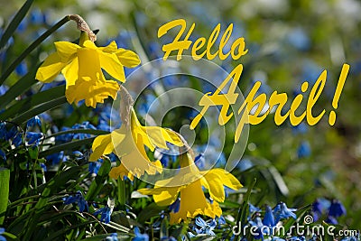 Hello April, Yellow and Blue Spring Lilly blooming Stock Photo