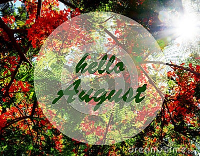 Hello August greeting on blooming flame tree and sunset sun background.Summer concept. Stock Photo