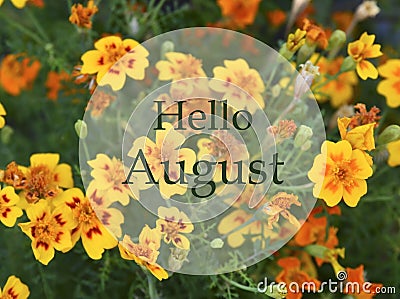 Hello August greeting on a yellow orange marigold or tagetes flowers background. Stock Photo