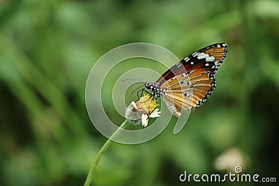 Hello Grass Stock Photo