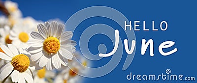 Hello June. Beautiful blooming chamomiles on blue background, banner design Stock Photo