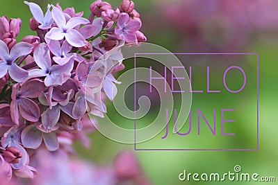 Hello June text on lilac branch background Stock Photo