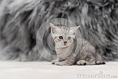 Hello kitty . White and gray kitten Stock Photo