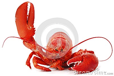 Hello lobster Stock Photo