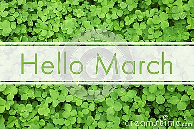 Hello March. Green clover leaves as background Stock Photo