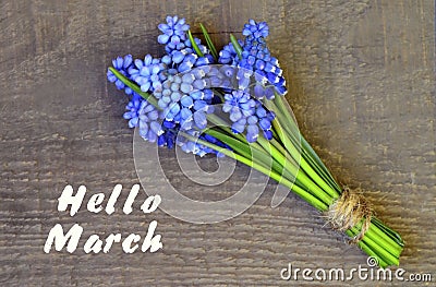 Hello March greeting card.Blue Muscari or Grape hyacinth first spring flowers on a wooden background. Stock Photo