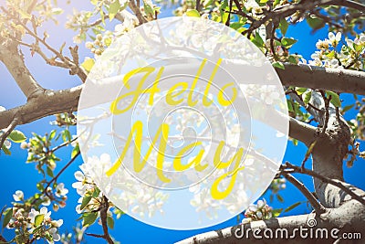 Hello May greeting card with blooming white apple tree flowers Stock Photo