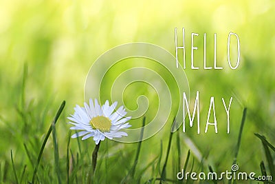 Hello May text and white daisy flower on spring meadow background Stock Photo