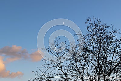 Hello moon through the branches Stock Photo