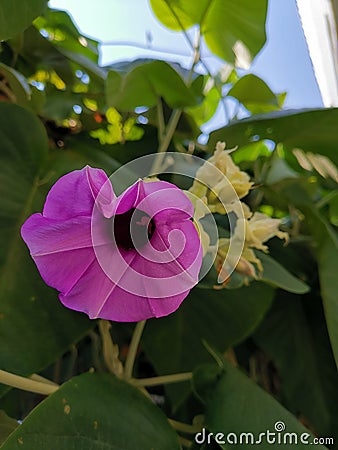 Hello Saturday with this lovely purple Elephant creeper flower Stock Photo