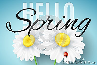 Hello Spring banner. Realistic daisy flowers on blue background. Ladybug on the flower. Seasonal background for your project. Vector Illustration
