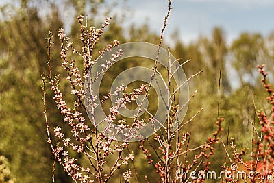 Hello spring concept, branch of blooming almond Stock Photo