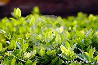 Hello spring, greenery plant for background Stock Photo