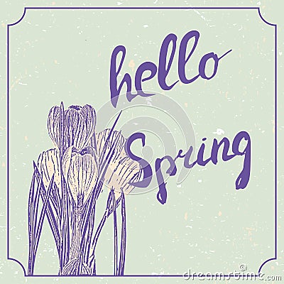 Hello spring hand drawn lettering with crocus flowers. Vintage grunge marriage design template, floral artwork. Vector Vector Illustration