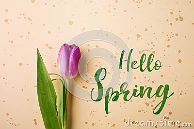 Hello spring phrase and flower flat lay. Stock Photo