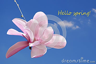 Hello spring! Pink saucer magnolia flower against the blue sky Stock Photo