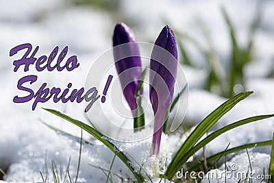 Hello Spring, Purple Spring Lilly blooming Stock Photo