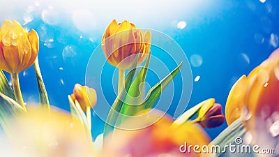 Hello spring or summer concept. Bright orange tulips in shining sun and dew drops Stock Photo