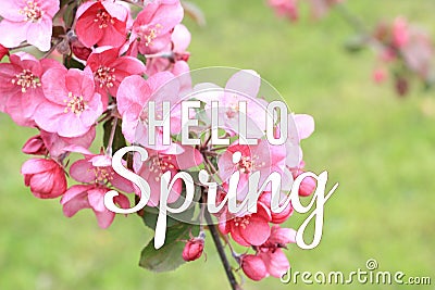 Hello Spring text on blooming tree branch background Stock Photo