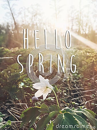 hello spring text sign on beautiful blooming anemone first spring flowers in sunset light in evening park. tender blossoms in sp Stock Photo