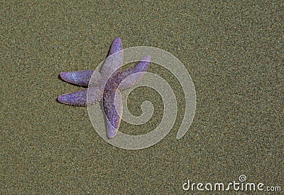 Hello starfish isolated on beach Stock Photo