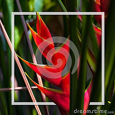 Hello Summer background concept. Beautiful caribbean Heliconia flower also popularly known as lobster-claw, wild plantain or false Stock Photo
