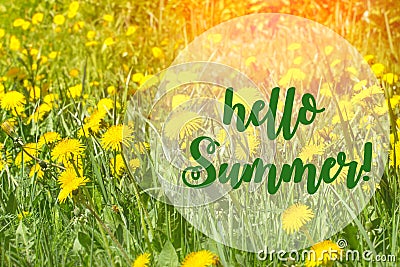 Hello Summer lettering card. Summer concept. dandelion flowers Stock Photo