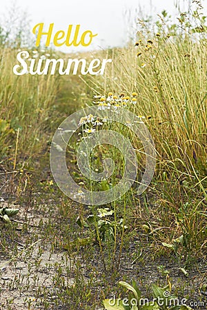 Hello summer text on the background of cereal field and rural pathway with weeds, cereals and wild herbs Stock Photo