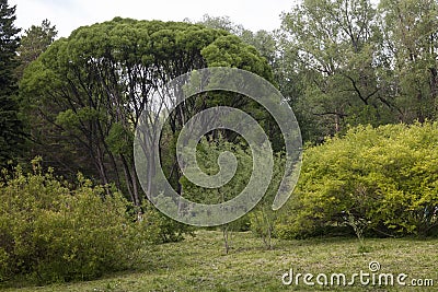 Hello sunshine - forest nature garden summer stock pictures, royalty-free photos & images. Fresh meadow landscape Stock Photo