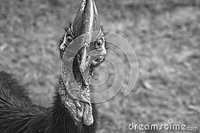 a helmet cassowary in Etty Bay Stock Photo