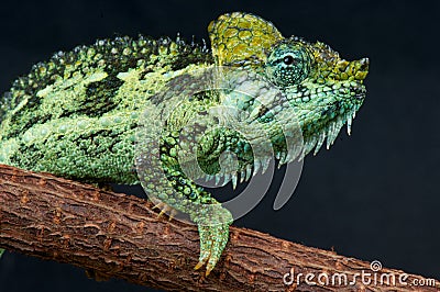 Helmeted Chameleon Stock Photo