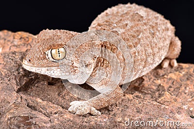 Helmeted gecko Tarentola chazaliae Stock Photo
