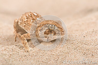 Helmeted Gecko Tarentola chazaliae Stock Photo