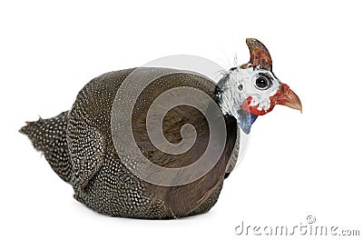 Helmeted guinea fowl - Numida meleagris Stock Photo