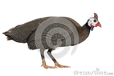 Helmeted guinea fowl - Numida meleagris Stock Photo