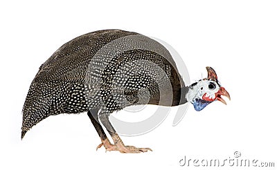 Helmeted guinea fowl - Numida meleagris Stock Photo