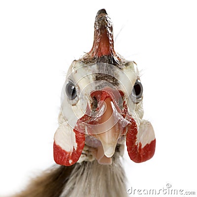 Helmeted guinea fowl - Numida meleagris Stock Photo