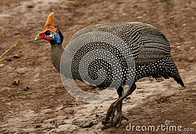 Helmeted Guineafowl Stock Photo