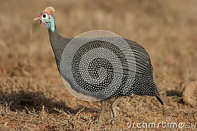 Helmeted Guineafowl Stock Photo