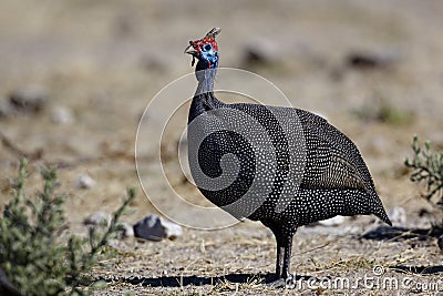 Helmeted guineafowl, Etosha, Namibia Stock Photo